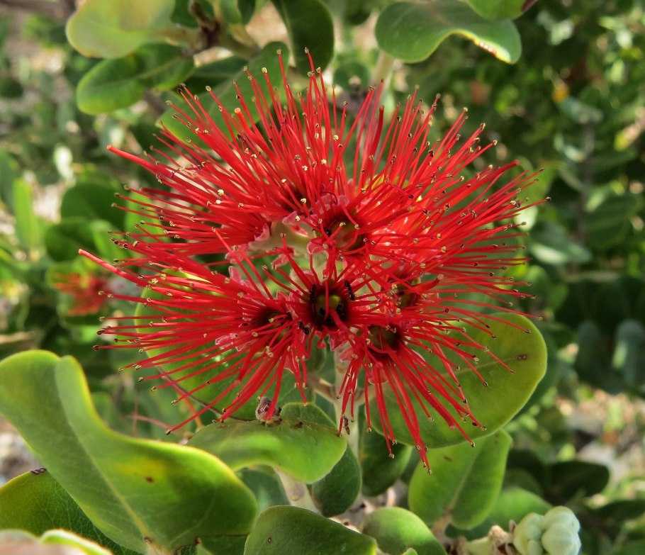 Метросидерос полиморфа (Metrosideros polymorpha)