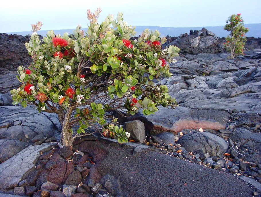 Растения на вулкане