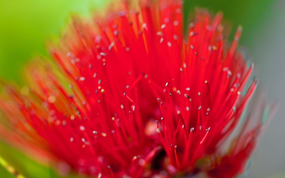 Красный цветок Лехуа.