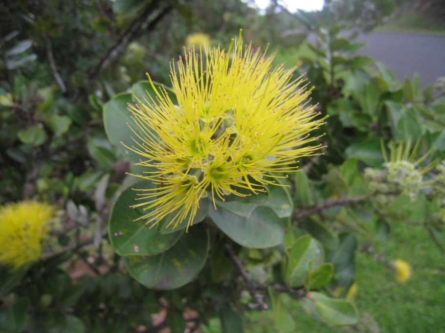 Цветы Лехуа