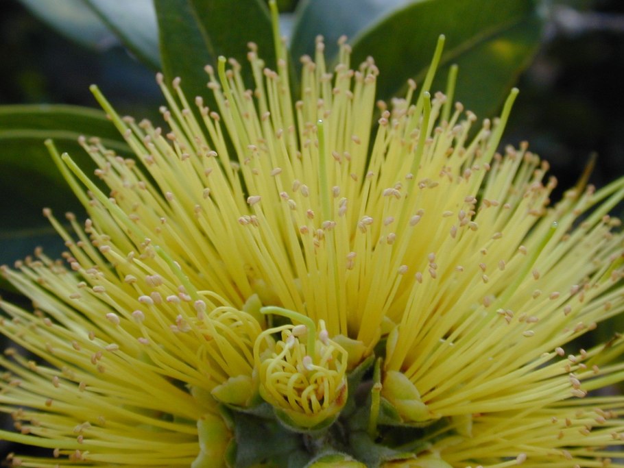 Красный цветок Лехуа.