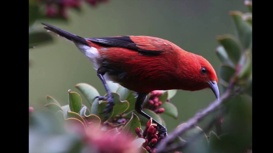 Дерево охиа