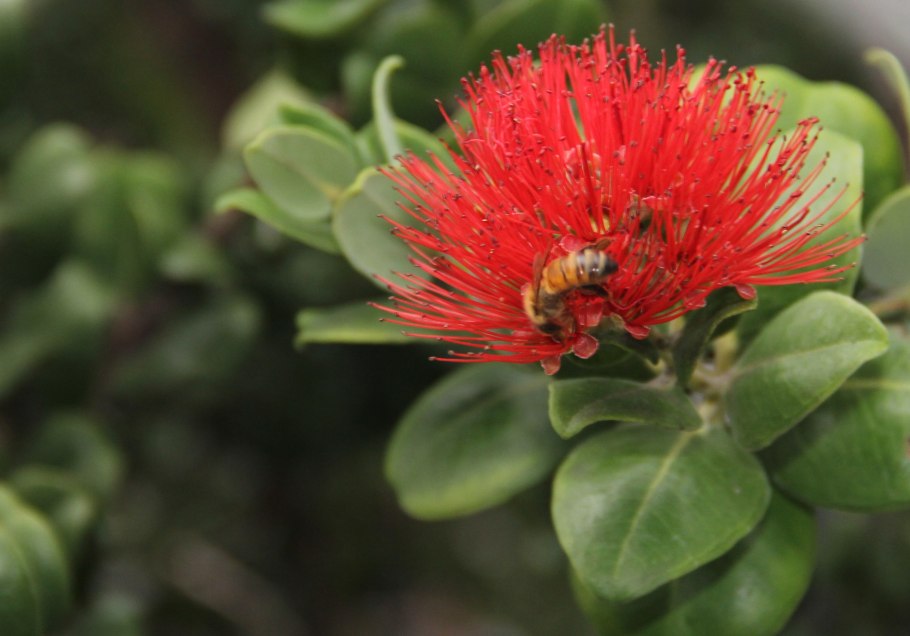 Дерево охиа