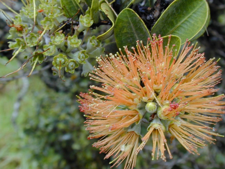 Метросидерос кермадекский