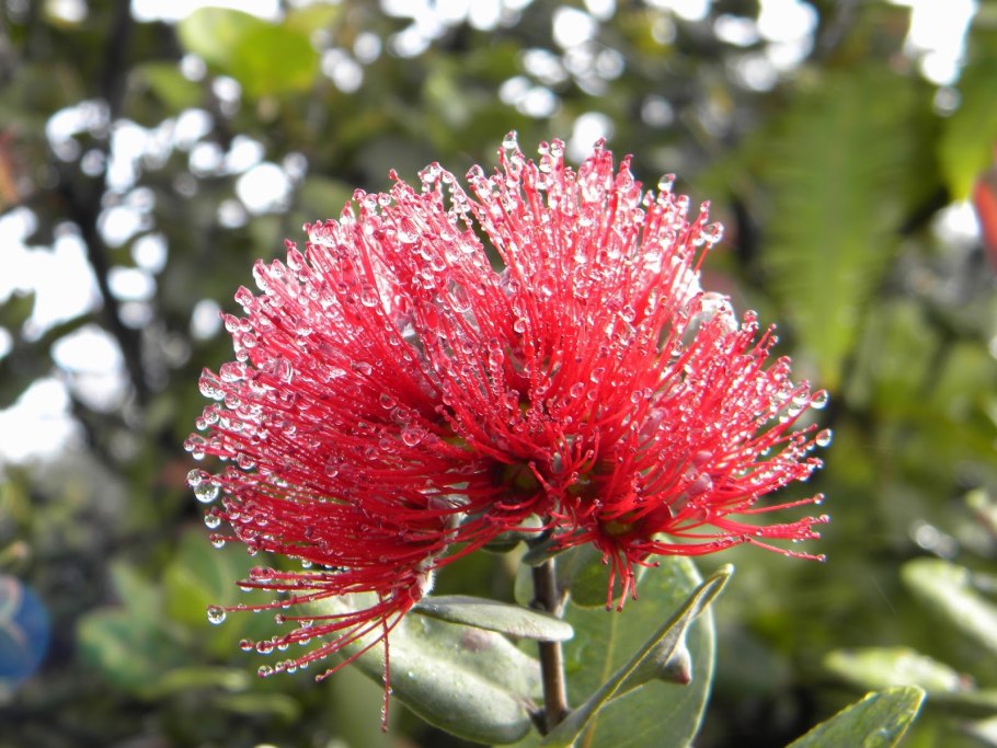 Ohia Red Hawaii