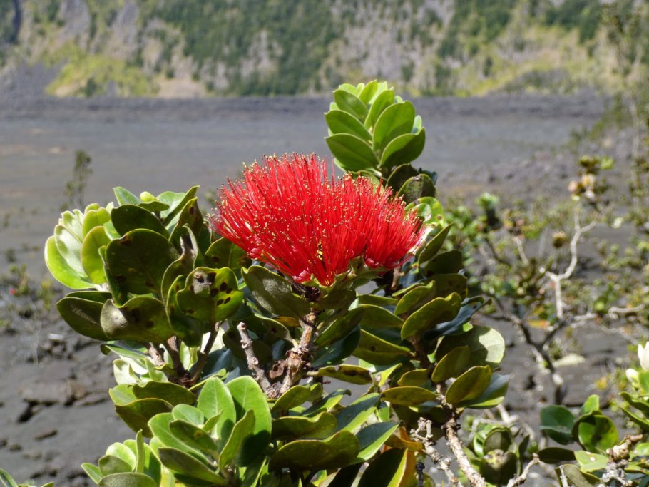 Цветы Лехуа