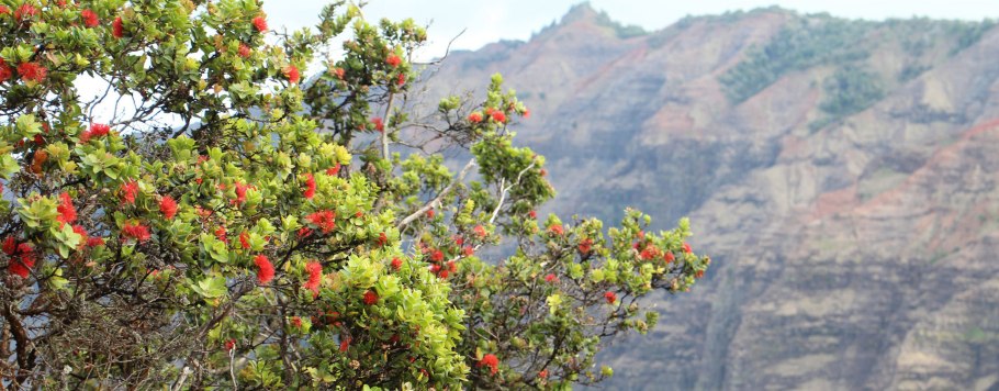 Деревья охиа Гавайи