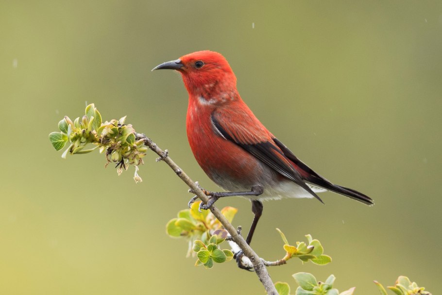 Мауи птица птица