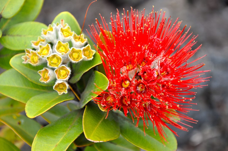 Цветы на вулкане Гавайи