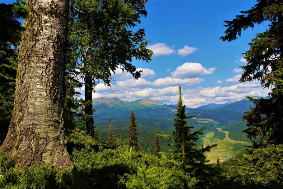 Купить мёд цветов Лехуа