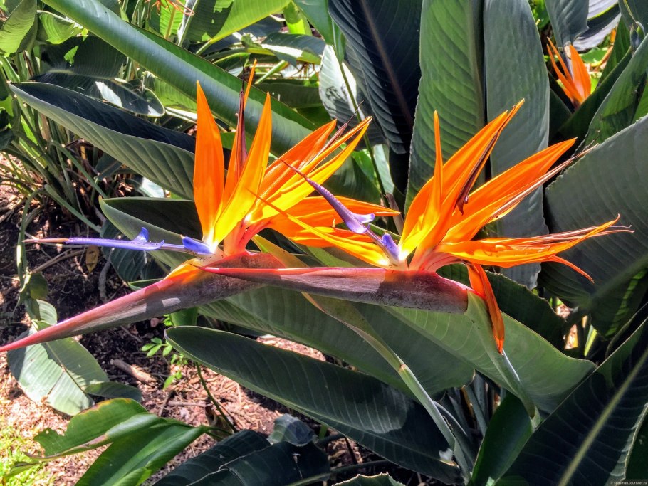 Цветы, растущие на Гавайях