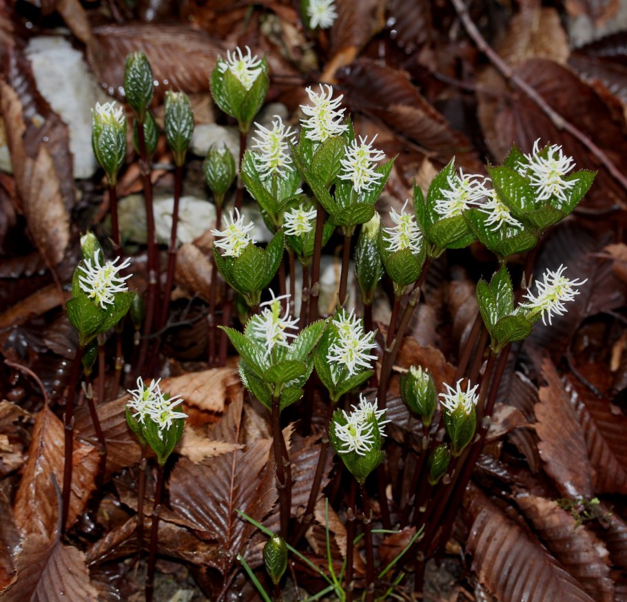 Sarcandra glabra