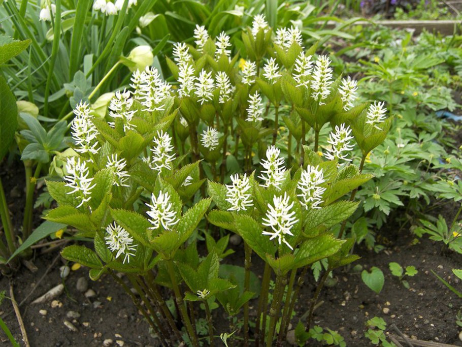 Chloranthus japonicus