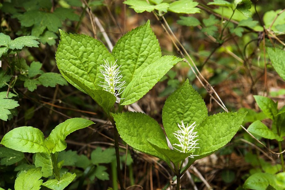 Хлорант Chloranthus