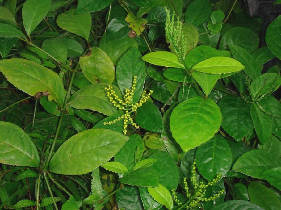 Sarcandra glabra