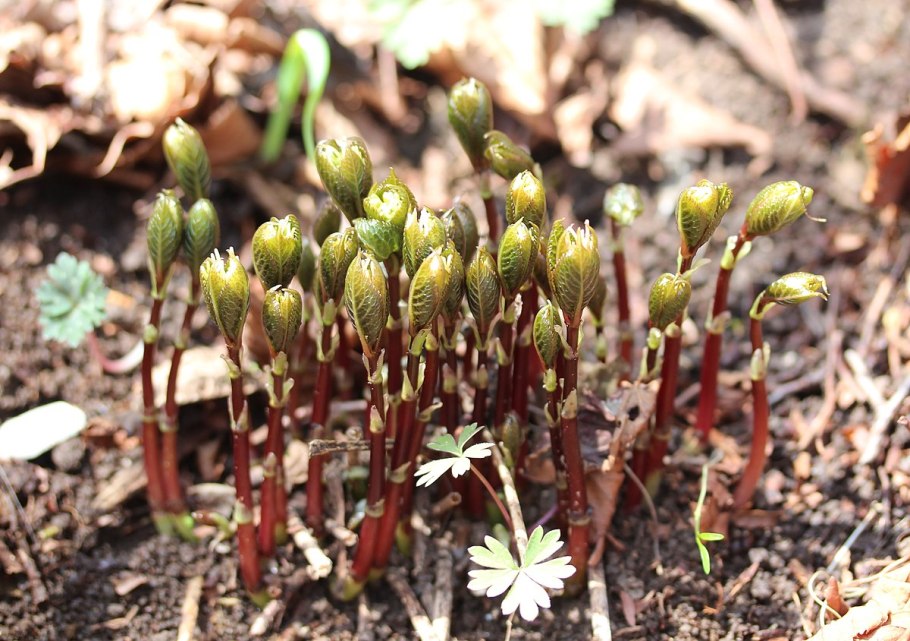 Sarcandra glabra
