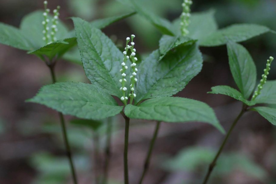 Подмаренник, Galium Boreale
