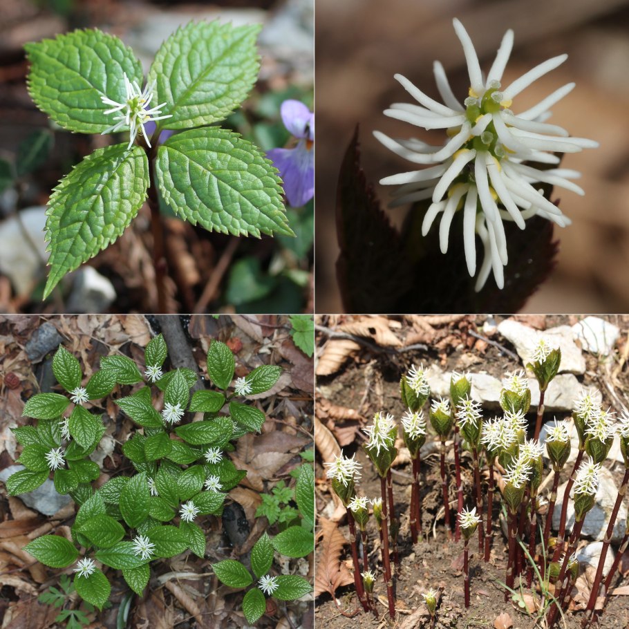 Хлорант японский(Chloranthus japonicus)