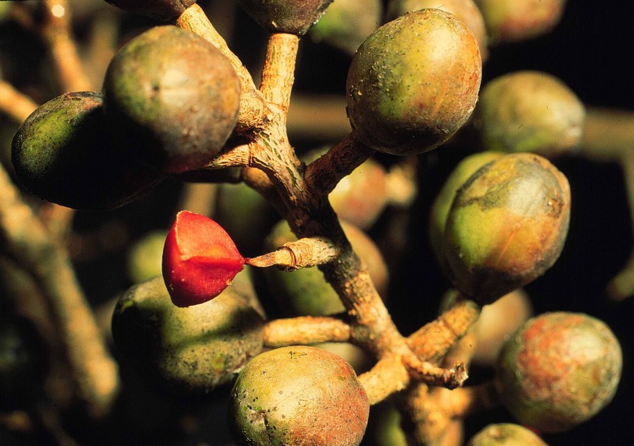 Genus Aerva Amaranthaceae