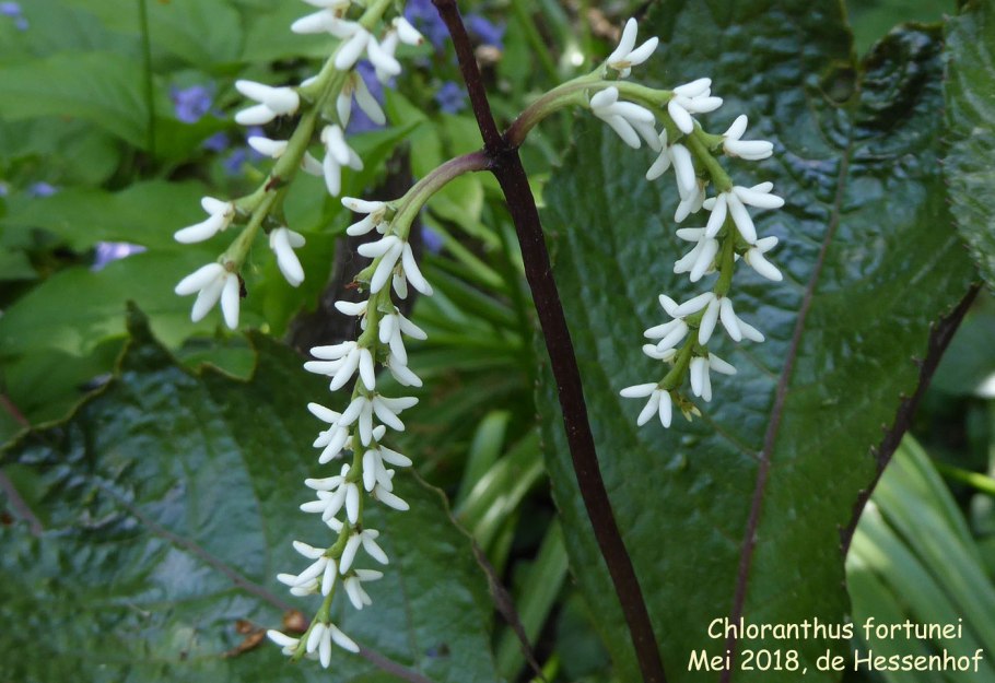 Bursera galeottiana
