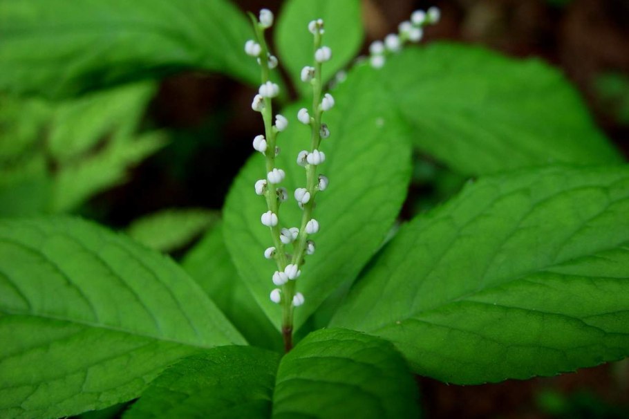 Chloranthus spicatus