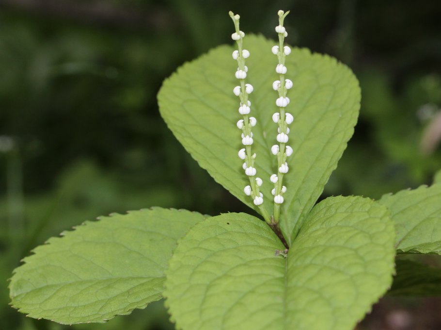 Хойя chlorantha