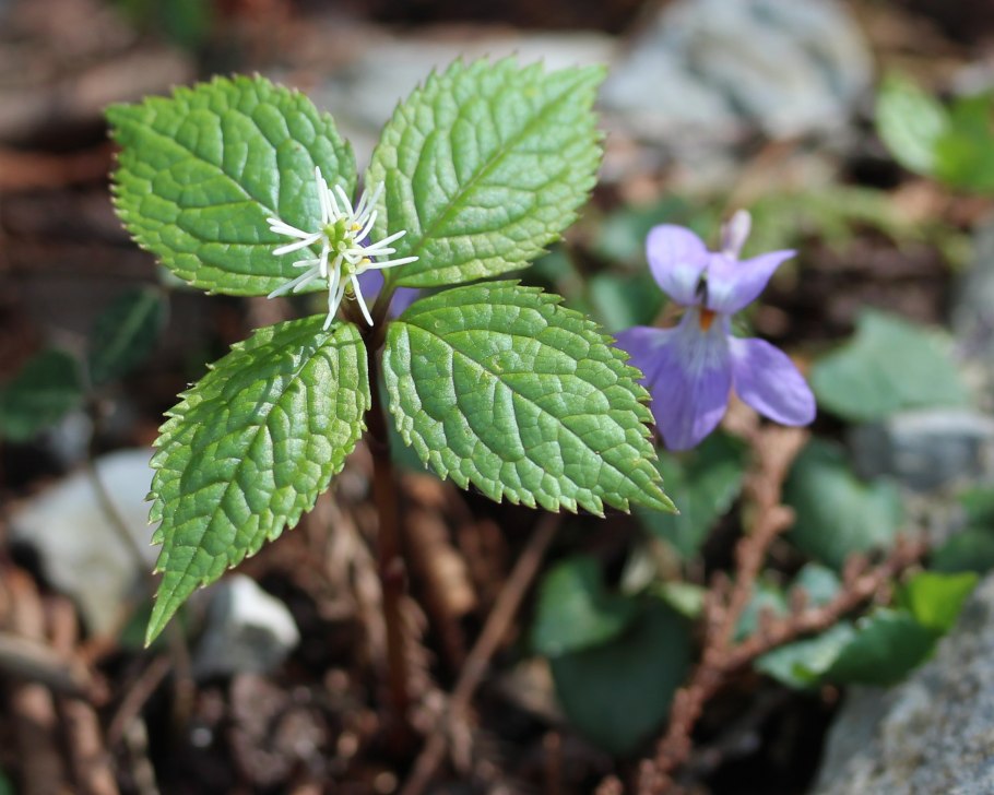 Chloranthus spicatus