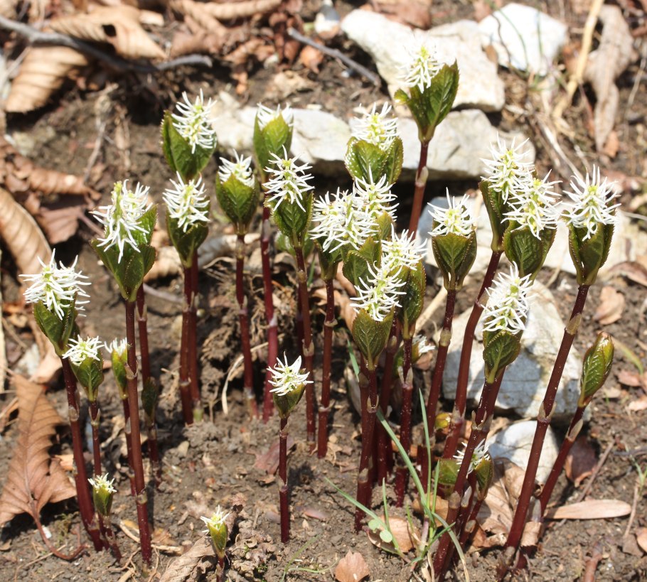 Хлорант японский(Chloranthus japonicus)