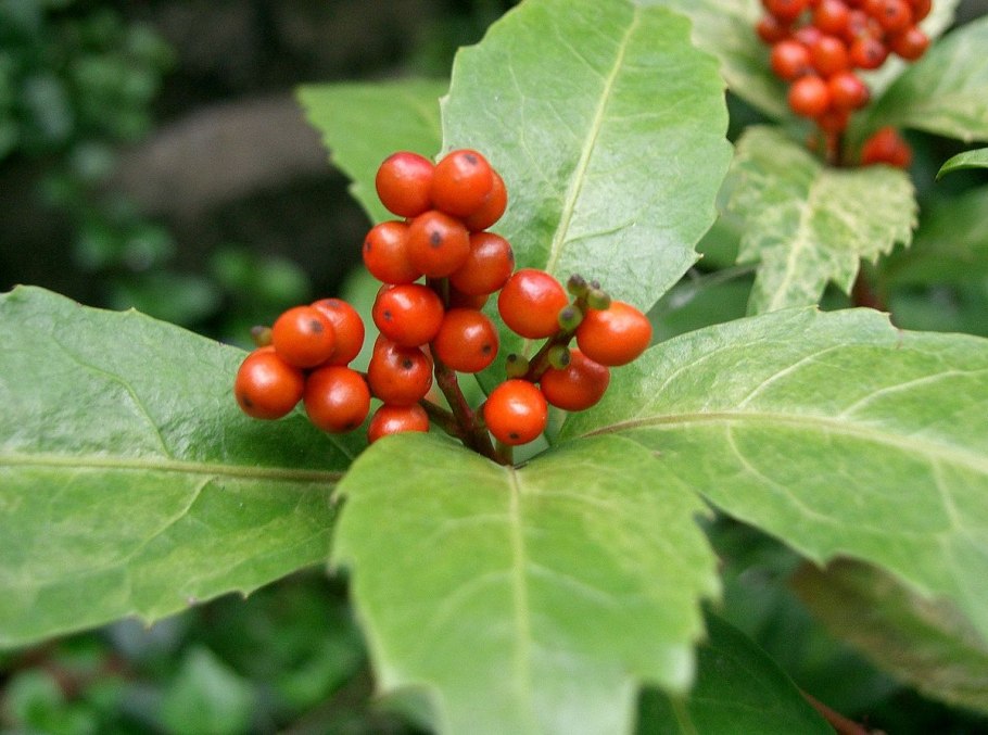 Sarcandra glabra растение