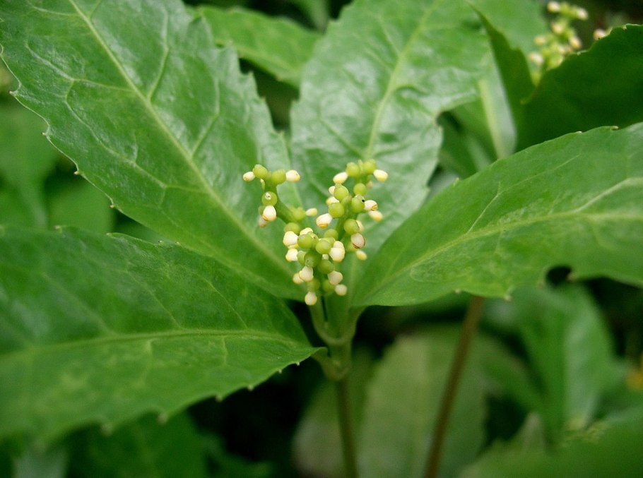 Chloranthus serratus