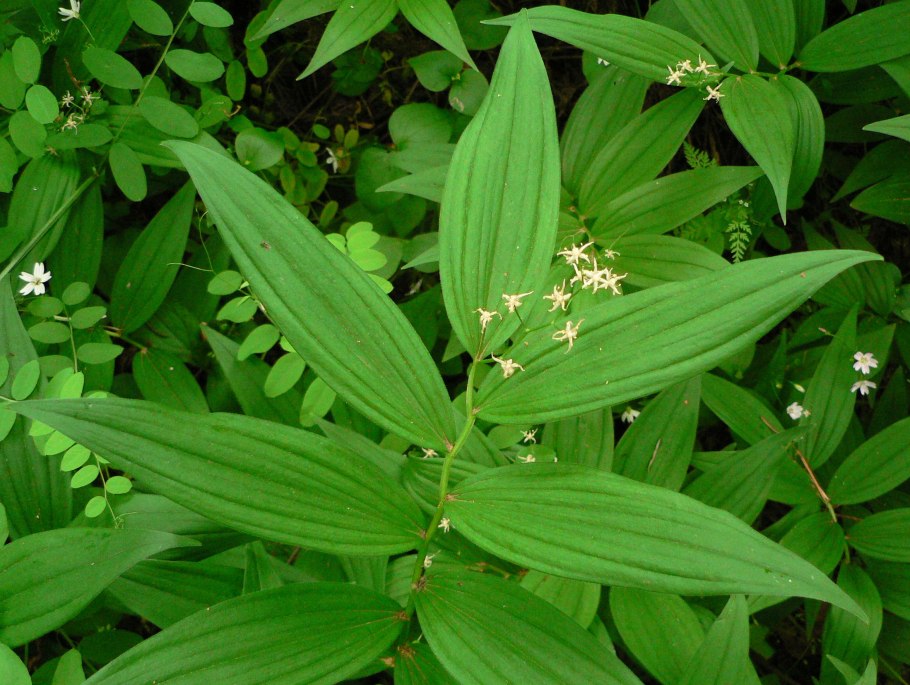 Амарант Amaranthus White Leaf