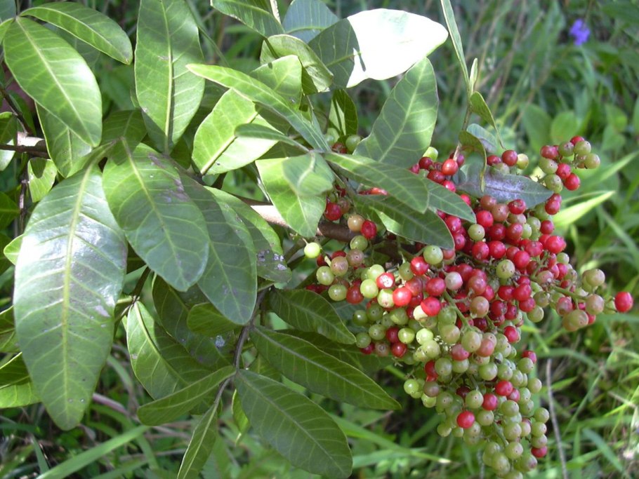 Смилацина (Smilacina)
