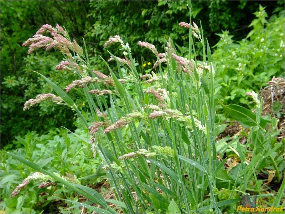 Фалярис Вариегата