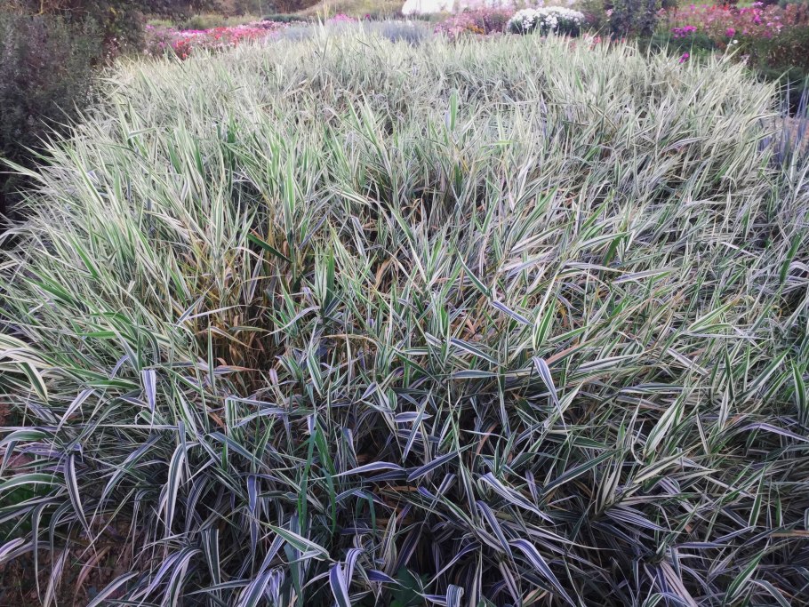 Бухарник Holcus