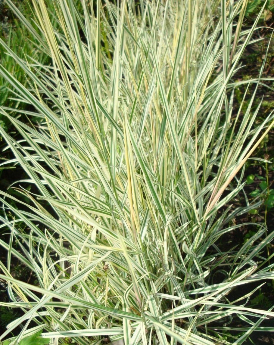 Бухарник Holcus mollis Albovariegatus