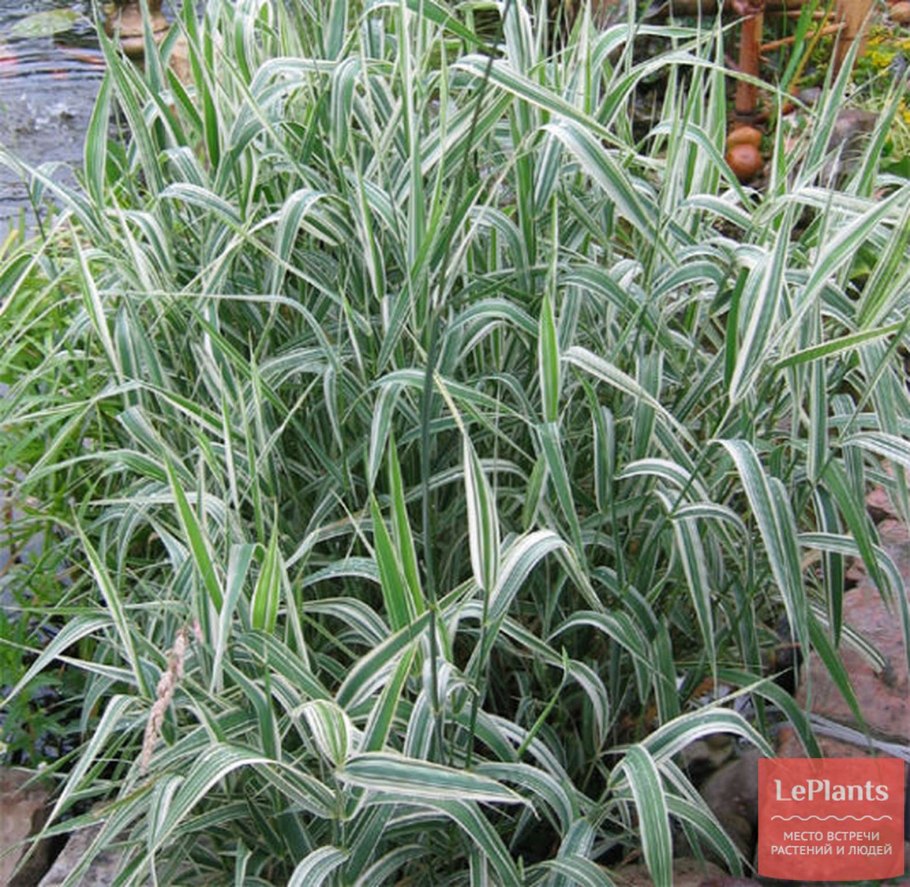 Осока Моррова