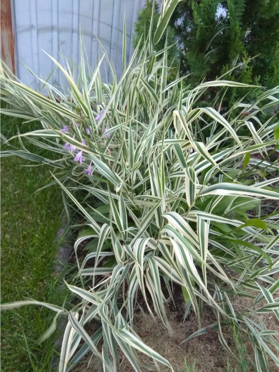 Канареечник тростниковидный фалярис