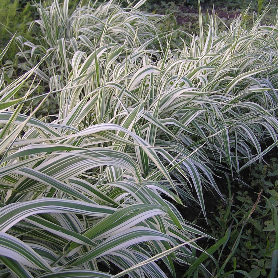 Фалярис тростниковый Пикта