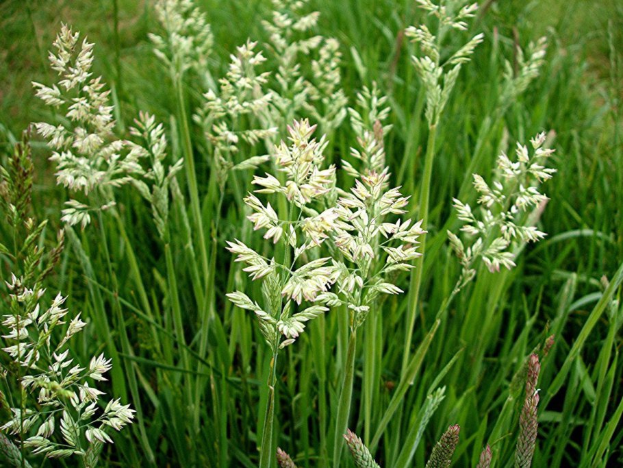 Бухарник шерстистый (Holcus lanatus)