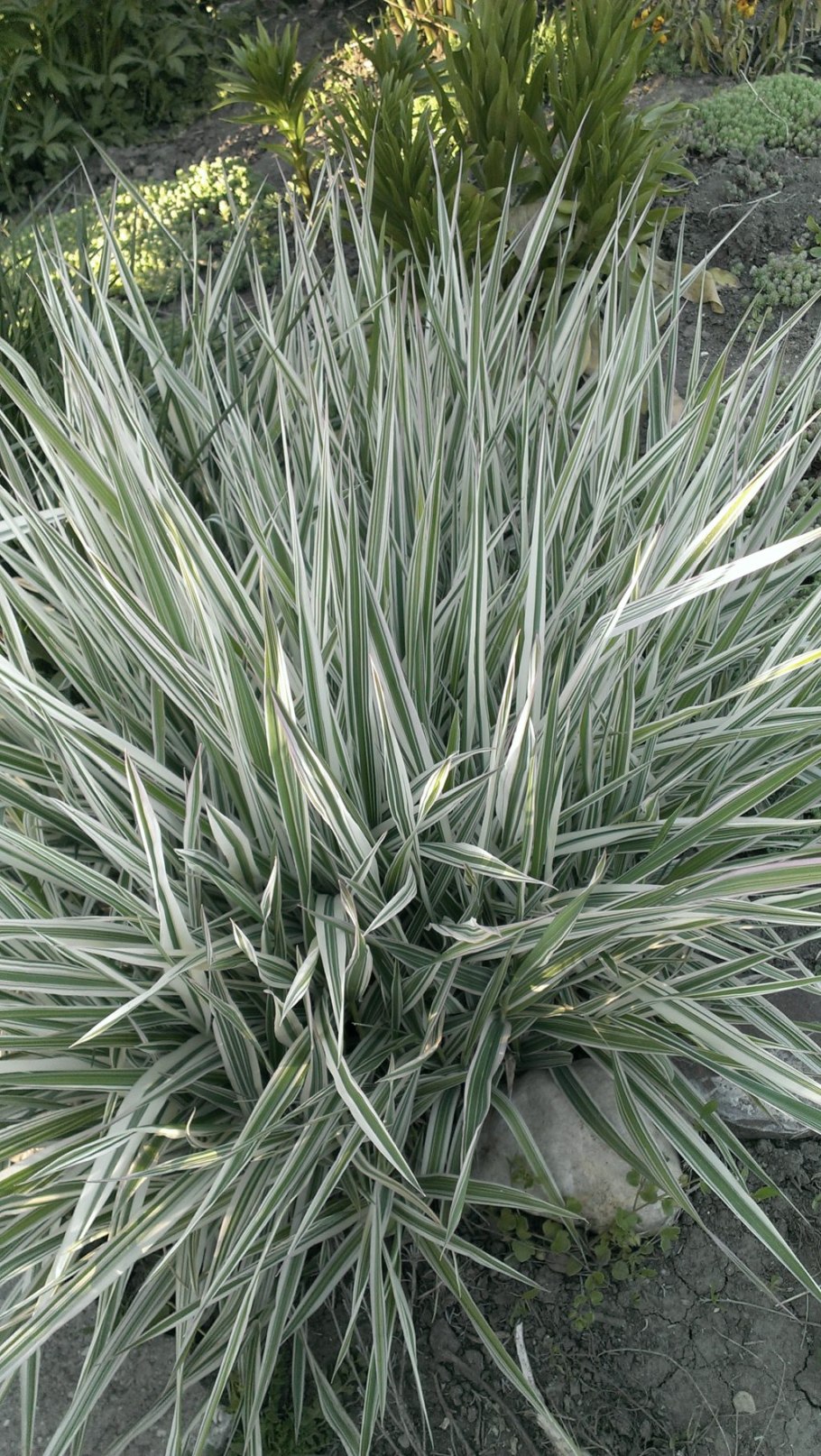 Фалярис в рокарии