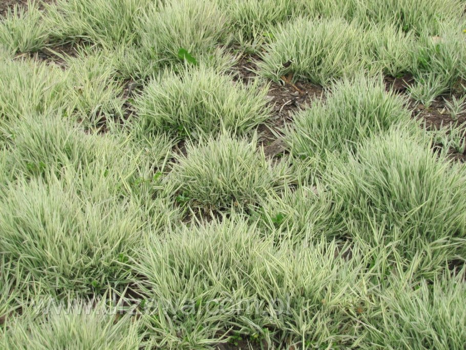 Бухарник Альбавариегатус