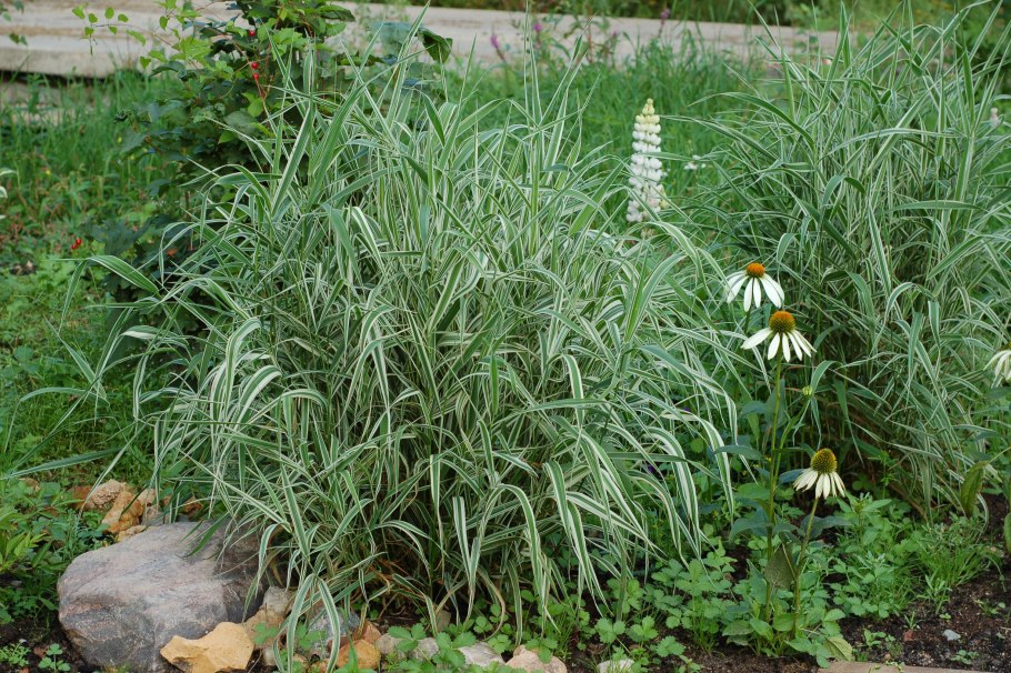 Фалярис тростниковый Tricolor