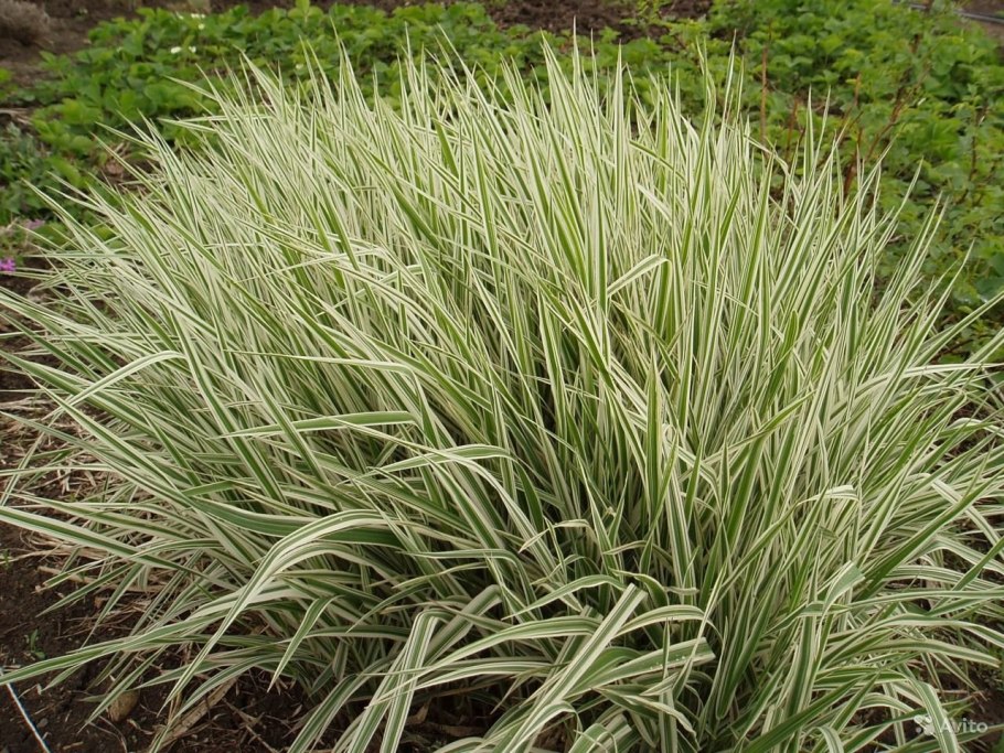 Осока бухарник