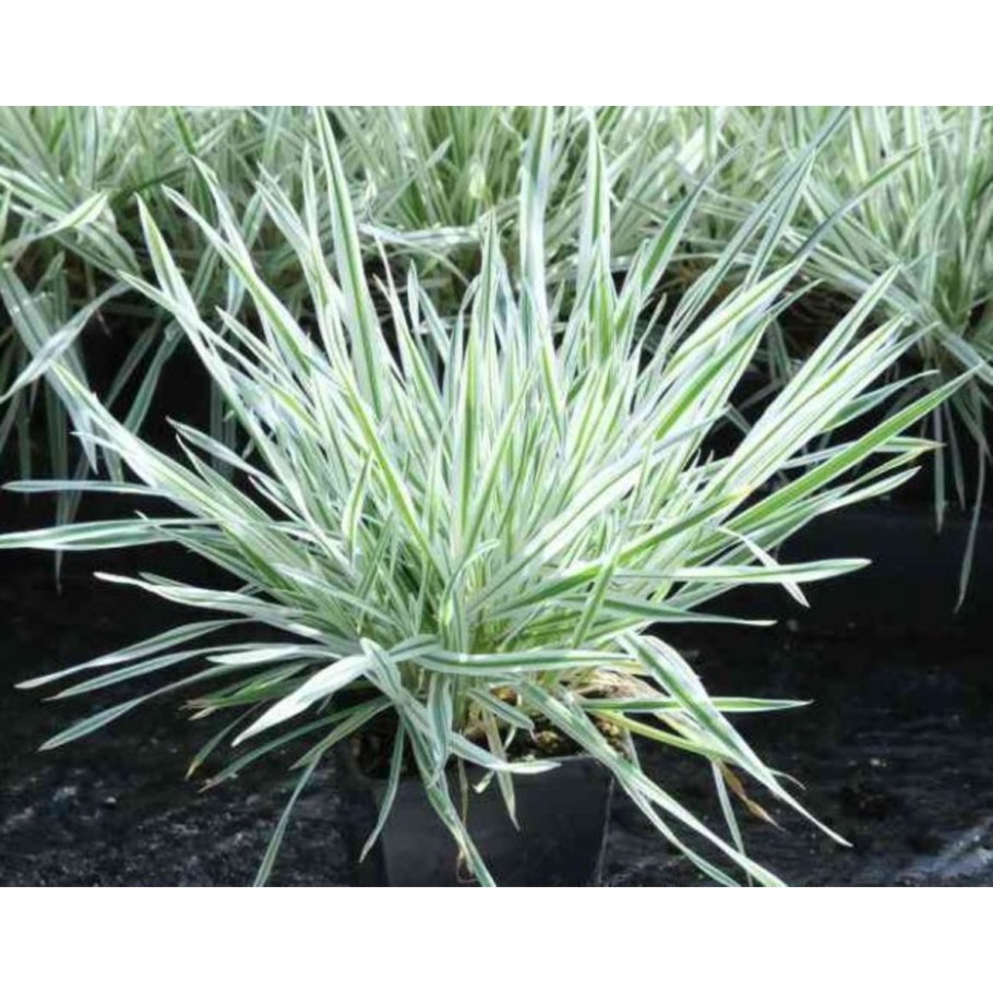 Бухарник шерстистый