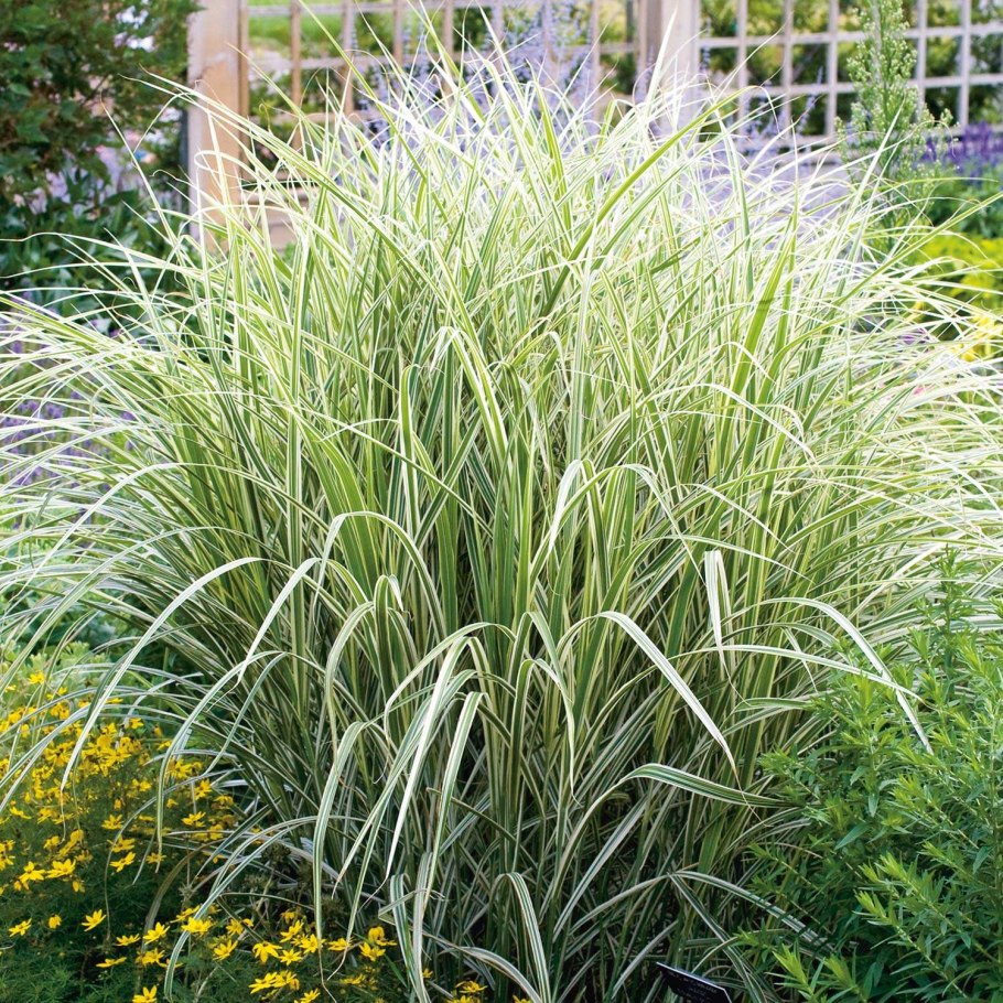 Трава бухарник шерстистый