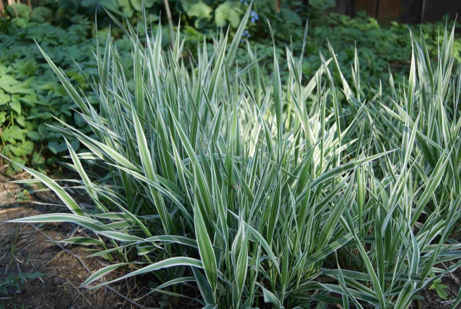 Осока фалярис