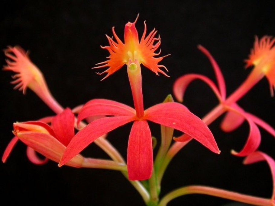 Epidendrum cinnabarinum фото