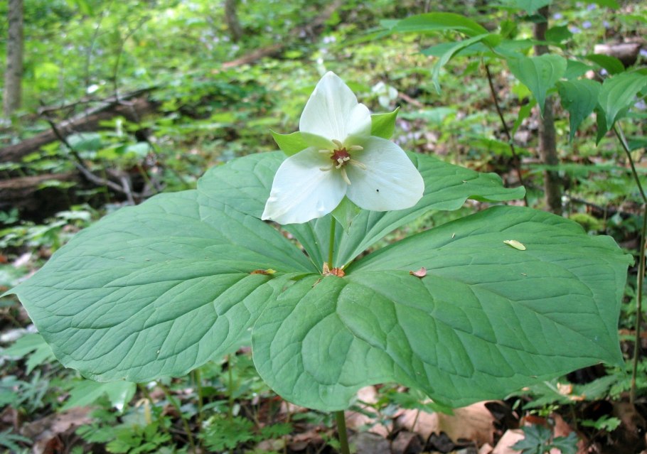 Триллиум прямостоячий Trillium Erectum