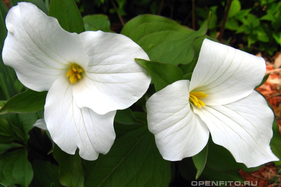 Камчатский трёхлистник (Trillium camschatcense)