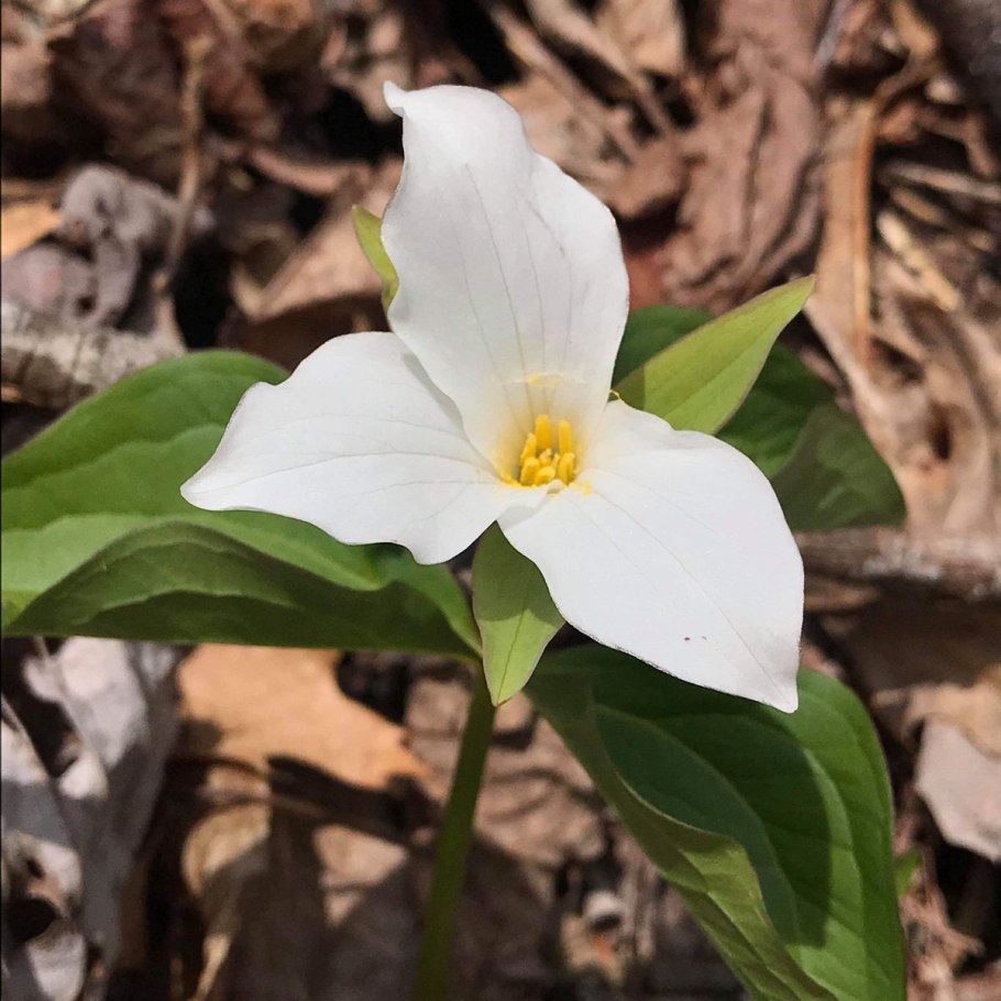 Триллиум поникший (Trillium cernuum).